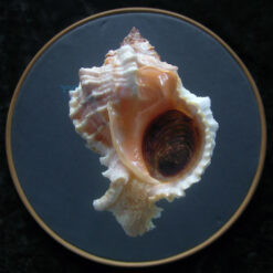 Phyllonotus margaritensis (Abbott, 1958)