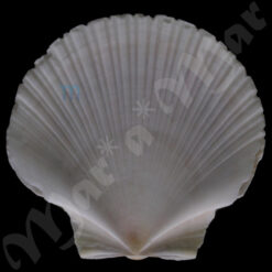 Pecten ziczac (Linnaeus, 1758)* - Imagem 2