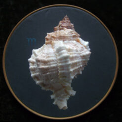Phyllonotus margaritensis (Abbott, 1958) - Imagem 2