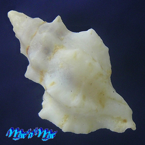 Alternative view of Attiliosa sp.