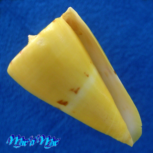 Conus riosi Petuch, 1986