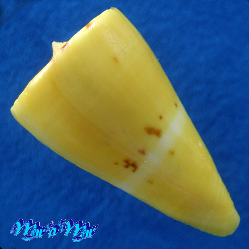 Alternative view of Conus riosi Petuch, 1986