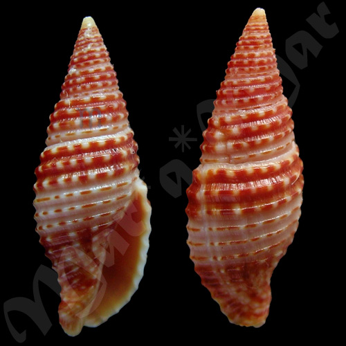 Mitra gracilefragum Turner, 2007