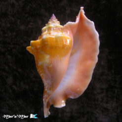 Strombus gallus Linnaeus, 1758