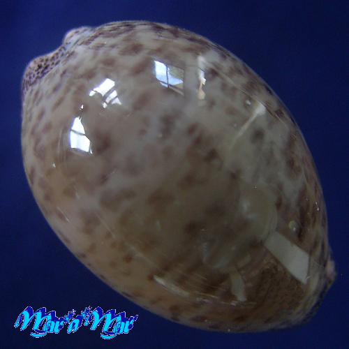 Cypraea (Luria) cinerea brasiliensis L. & H., 1993