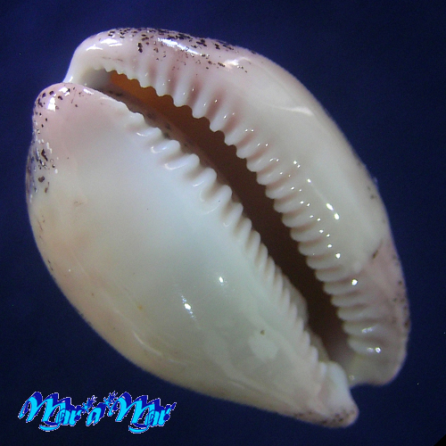 Alternative view of Cypraea (Luria) cinerea brasiliensis L. & H., 1993