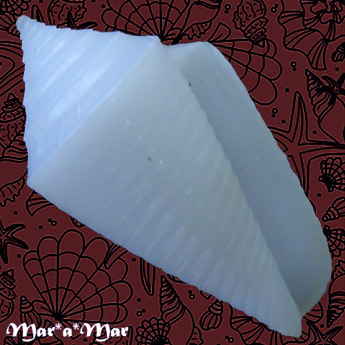 Conus cf. crabosi (Petuch & Berschauer, 2018)