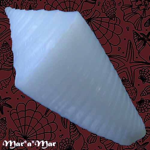 Alternative view of Conus cf. crabosi (Petuch & Berschauer, 2018)