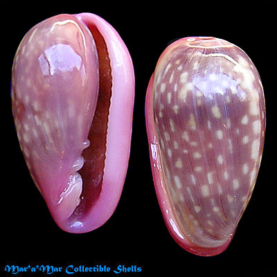 Bullata guerrinii Souza & Covert, 2001