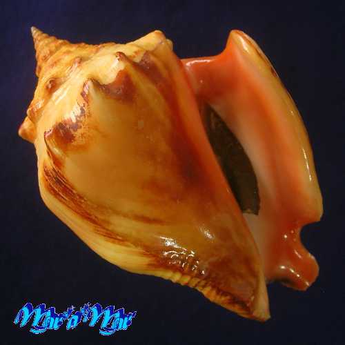 Strombus pugilis worki Linnaeus, 1758