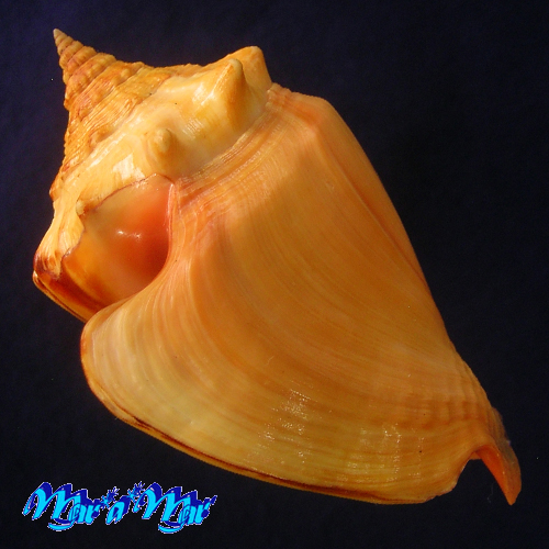 Alternative view of Strombus pugilis worki Linnaeus, 1758