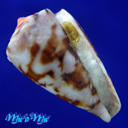 Conus (Poremskiconus) brasiliensis Clench, 1942