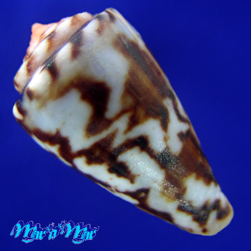 Alternative view of Conus (Poremskiconus) brasiliensis Clench, 1942