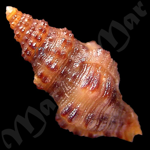 Muricopsis rutilus mariangelae Rolán & Fernandez, 1991 - Imagem 2