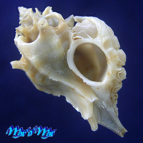 Typhina belcheri (Broderip, 1833)