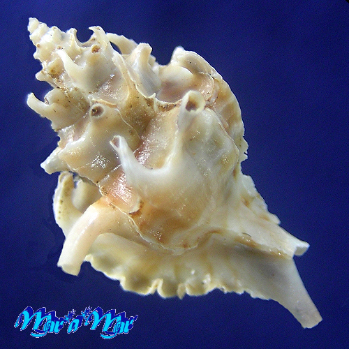 Alternative view of Typhina belcheri (Broderip, 1833)