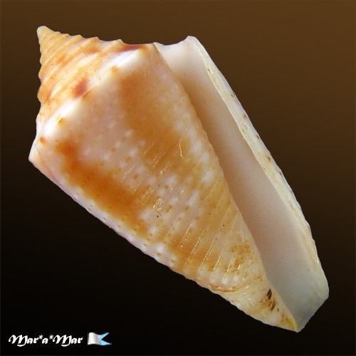 Conus sp.