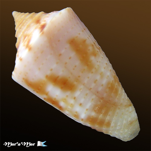 Alternative view of Conus sp.