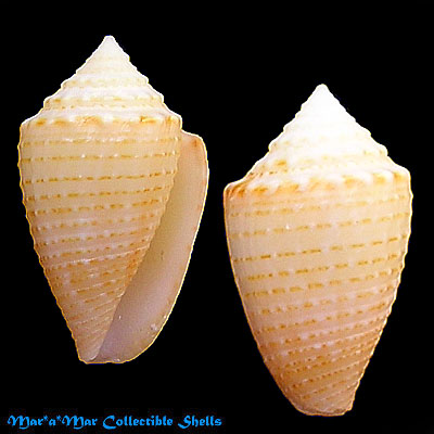 Conus henckesi Coltro 2004