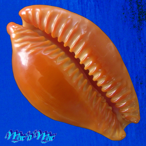 Cypraea (Propustularia) surinamensis ( Perry, 1811) - Imagem 2