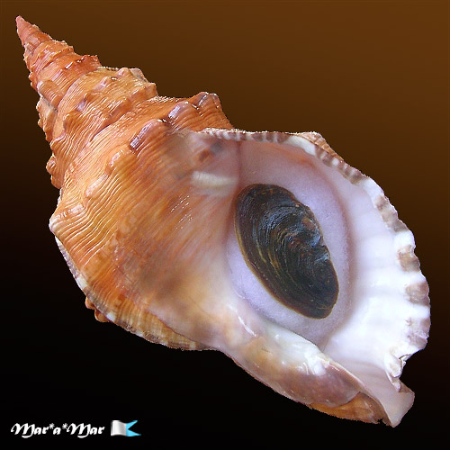 Charonia marylenae Petuch & Berschauer, 2020