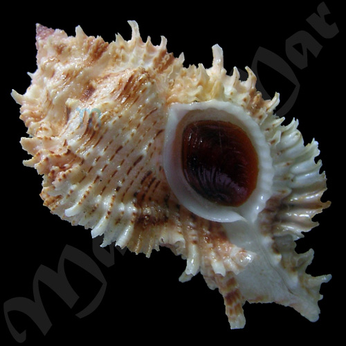 Chicomurex problematica (Lan, 1981)