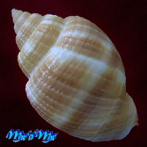 Alternative view of Cancellaria sp.