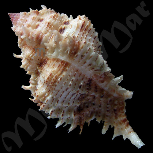 Chicomurex problematica (Lan, 1981) - Image 2