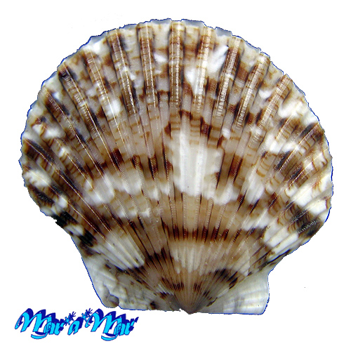 Chlamys minuta Linnaeus, 1758