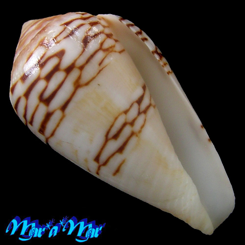 Conus mercator L., 1758