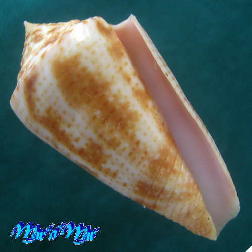 Conus ericmonnieri Petuch & Myers, 2014