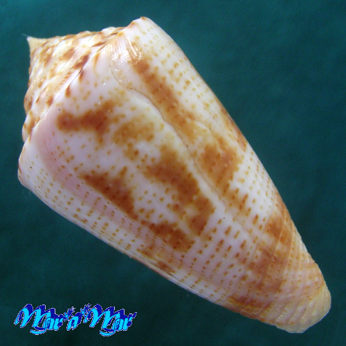 Alternative view of Conus ericmonnieri Petuch & Myers, 2014