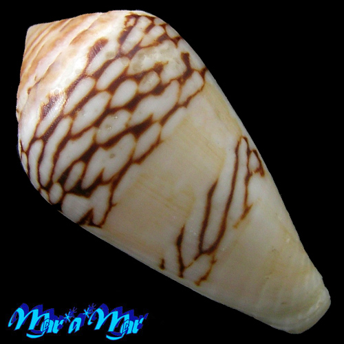 Alternative view of Conus mercator L., 1758