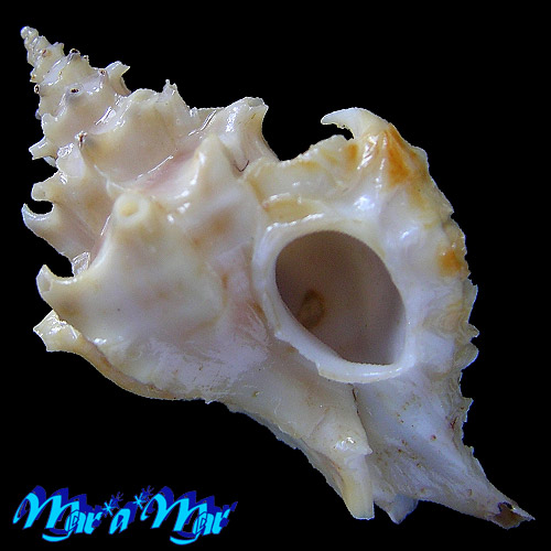 Typhina belcheri (Broderip, 1833)