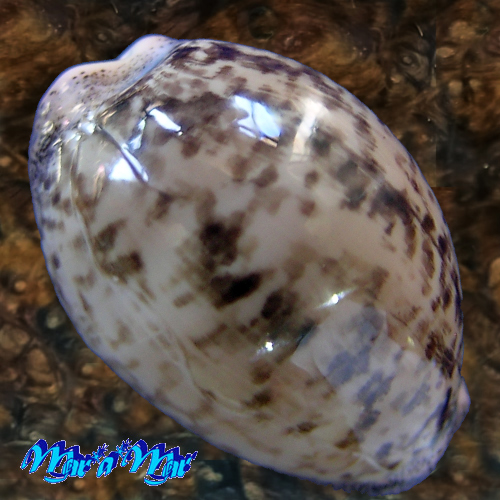 Cypraea (Luria) cinerea brasiliensis L. & H., 1993