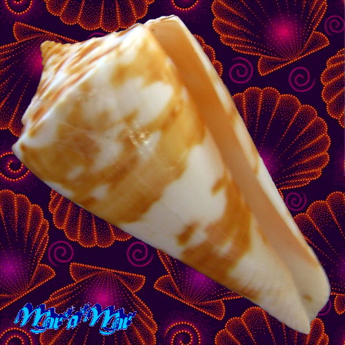 Conus carioca Petuch, 1986