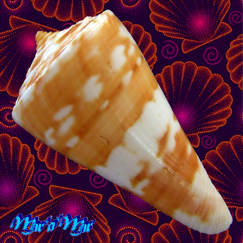 Alternative view of Conus carioca Petuch, 1986