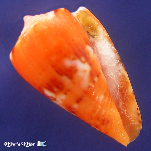 Conus (Poremskiconus) brasiliensis Clench, 1942