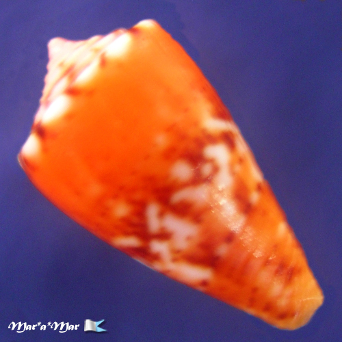 Alternative view of Conus (Poremskiconus) brasiliensis Clench, 1942