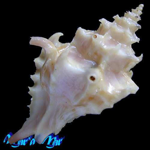 Alternative view of Typhina belcheri (Broderip, 1833)