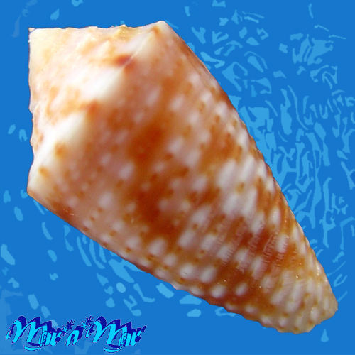 Alternative view of Conus sp