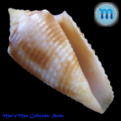 Conus sp.