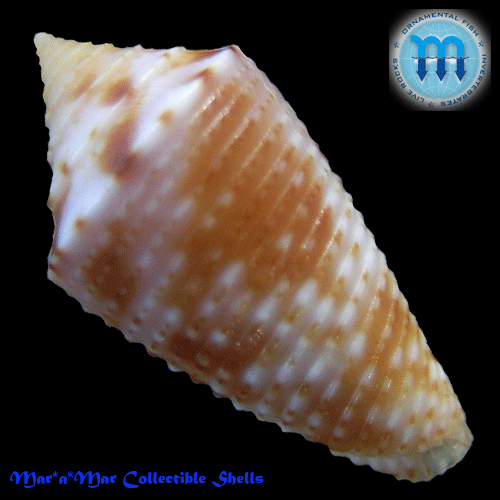 Alternative view of Conus sp.
