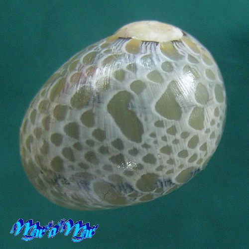 Neritina virginia (Linnaeus, 1758)