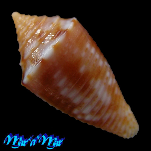 Alternative view of Conus sp.