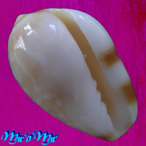 Alternative view of Prunum guttatum (Dilwin, 1817)