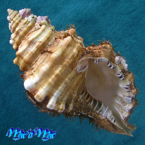 Monoplex parthenopeus (Salis Marschlins, 1793)