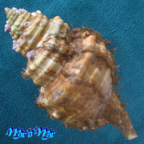 Alternative view of Monoplex parthenopeus (Salis Marschlins, 1793)