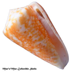 Conus clenchi Martens, 1943