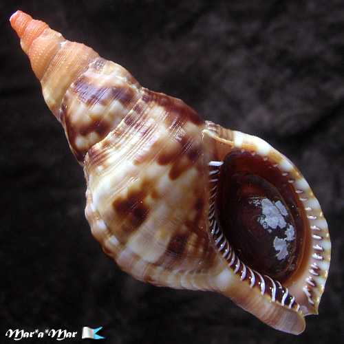 Charonia variegata (Lamarck, 1816)